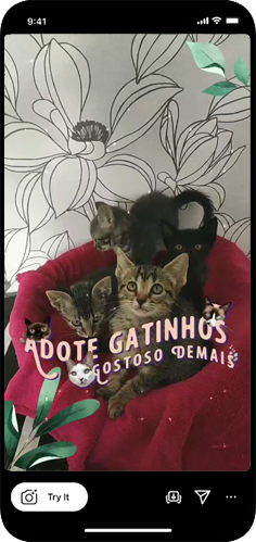 3-cats-previa-4